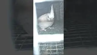 #world# most# beautiful# birds #budgies & Cocktail #birds # Parrot