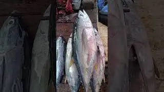 Tuna Fish Market View 🐟 | Straight from the Ocean #seafoodprep #fishcooking #fisheveryday #fishtime