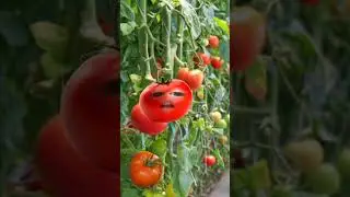 cute Tomato #baby #cute #cutebaby