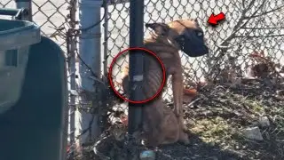 Собака, привязанная к забору заброшенной школы, теряет надежду на ранение