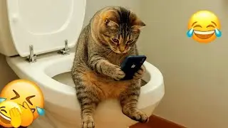 You Laugh You Lose 🤩 Funniest Cats and Dogs 2026😼🐾 Part 6