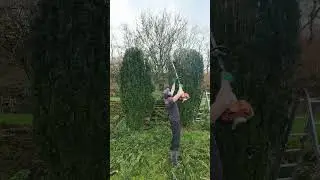 Pair Of Yews Get A Big Trim #tree #garden #gardener #nature #stihl #gardening #satisfying #shorts