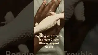 Bonding with Trouble my male Diablo Blanco Leopard Gecko