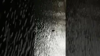 Sammy the seal - Blackwall Basin