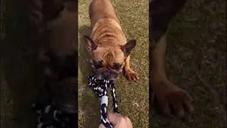Facts about yoda the frenchie!!!! #sunset #lofihiphop #yoda #dog
