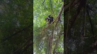 papazola real version is every father in the world!  #climbing #safety #adventure #tree #treework
