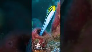 Striped Blenny makes reverse parking look easy! #shorts #marinelife #divingindonesia