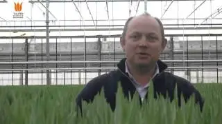 Joost Wesselman -  Hoe lang duurt het voordat een bol een tulp is?