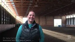 Equine Veterinarian Talks About the Importance of Arena Dust Suppression