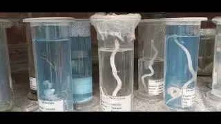 Animal specimen|Agastya Foundation Kuppam| Atul Mulay