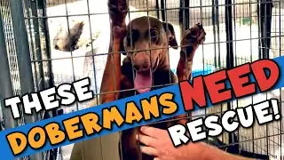 How to Adopt a Doberman&mdash;I Visit a Rescue Center!