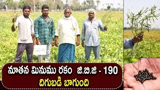 New Black gram variety GBG 190 || Good yield || Best Black gram Variety GBG - 190 || Karshaka Mitra