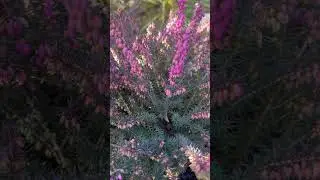 Эрика ( лат. Erica) - вечнозелёный полукустарник в моём саду 🌟