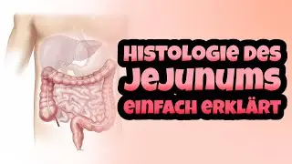 Histologie des Jejunums einfach erkl&auml;rt - Plicae circulares, Krypten und Unterschiede zum Ileum