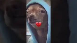 mr bombastic Dog