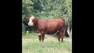 CLNC ROSANNA 324L Fleckvieh Bred Heifer Online at Tays Realty & Auction, LLC
