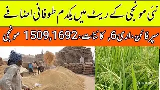 New munji support price in Punjab pakistan 2025/monji rates in punjab/local farmers 