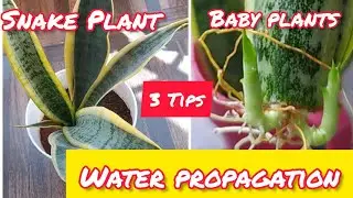 Snake Plant पानी में कैसे लगाये 5 Months Result, 3 Tips  #plants #sansevieria #grow #propagation
