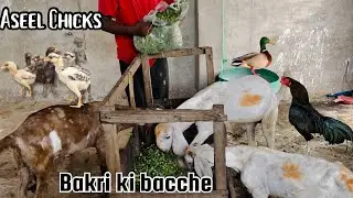 aseel chicks | aseel murga ki khurak | barki ke bacche | Ravi goat farms |