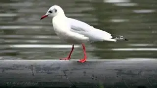 Black-headed Gull (Chroicocephalus ridibundus, Larus ridibundus) / Lachm&ouml;we