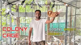 കോളനി Cageൽ എണ്ണിയാൽ തീരാത്ത പ്രാവുകൾ |Pigeon colony making Idea |Pets Malayalam| കാഴ്ചയുടെ വിസ്മയം