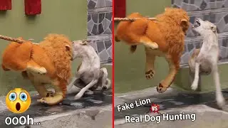 Wow Must Watch Funny Video!!! Fake Tiger Prank Dog Fly Try To Stop Laugh Challenge 2024