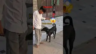 Kaalu Or Roxi | Animals Video Village Dog Funny Videos #dogfamily #doglife #labrador #streetdog #dog