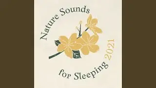 Relaxing Nature Sounds to Sleep