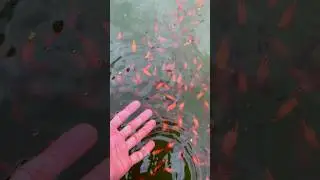 Platie fish Pond #reels #viral #aquarium #aquariumhobby #fish #goldfish #aquariumfish #4k #shorts