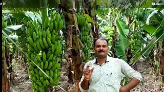केला की खेती #indian growing farmer 👳