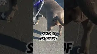 Signs Your Bully Is Pregnant ❗️
