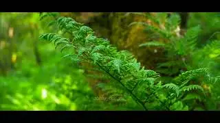 Adobe Premiere Pro Creation by Animeria Multimedia Course Student | Multimedia Course in dwarka