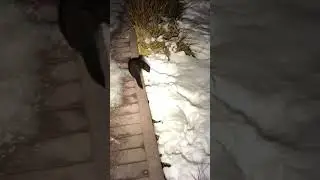 A wild mink came out to visit me on a night hike.   #animals #wildlife #nature #wildanimals #weasel
