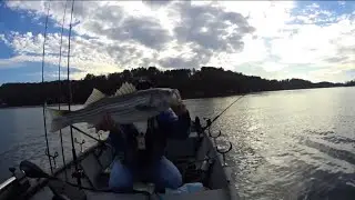 Striper Fishing Lake Rhodhiss Western NC Using Umbrella Rigs