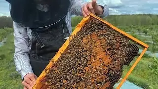 Can honeybees and wild pollinators co-exist?