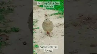 Grey Francolin Voice | Safed Teetar ki Awaz #shorts #youtubeshorts #greyfrancolinvoice #teetarkiawaz