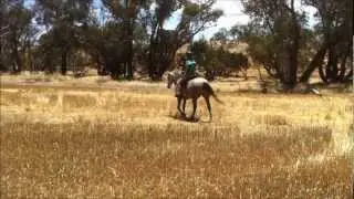 Horse Trailride - Australian Wheatbelt - Wedgecarrup -  Rein handling HD