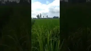 #camraman jaldi focus karo#khetibadi#indian #farmers #status