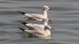 Brown Headed Gulls In The Ganges River