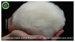 Cashmere Fiber from Inner Mongolian GOATS - DEHAIRED LIVE GOATS