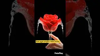 🌹This hand turns water droplet into rose flower -wait for beautiful magic twist #shorts
