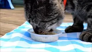 PureBites Mixers for cats