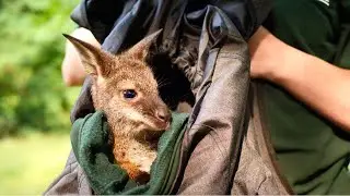 Mum Becomes Surrogate For Orphaned Wallaby