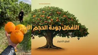 استكشف واستمتع بأكبر ثمار الحمضيات في أفريقيا: أسرار الطعم والجودة2024/2025/2026