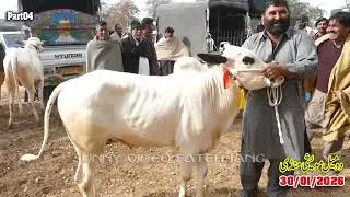 Today Domail Mandi Fatehjang Rate&rsquo;s update30/Jan.2026-Part04Sunny Video Fateh Jang Cow Mandi 2026