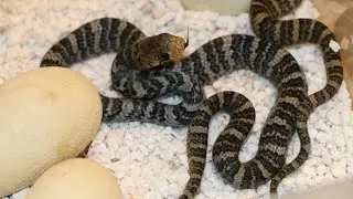 Reptile Reality-ep.18 Yellowtail Cribos