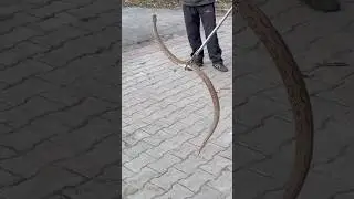 #wildliferescue #snakevideo #snake #animals #viral ​⁠@Panchal_Ji_Snake_Expert  #shorts