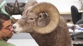 Bighorn Sheep now completed.