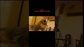 Poltergeist and cat interacting with ghosts