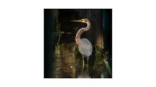 Florida Water Bird ID Trivia